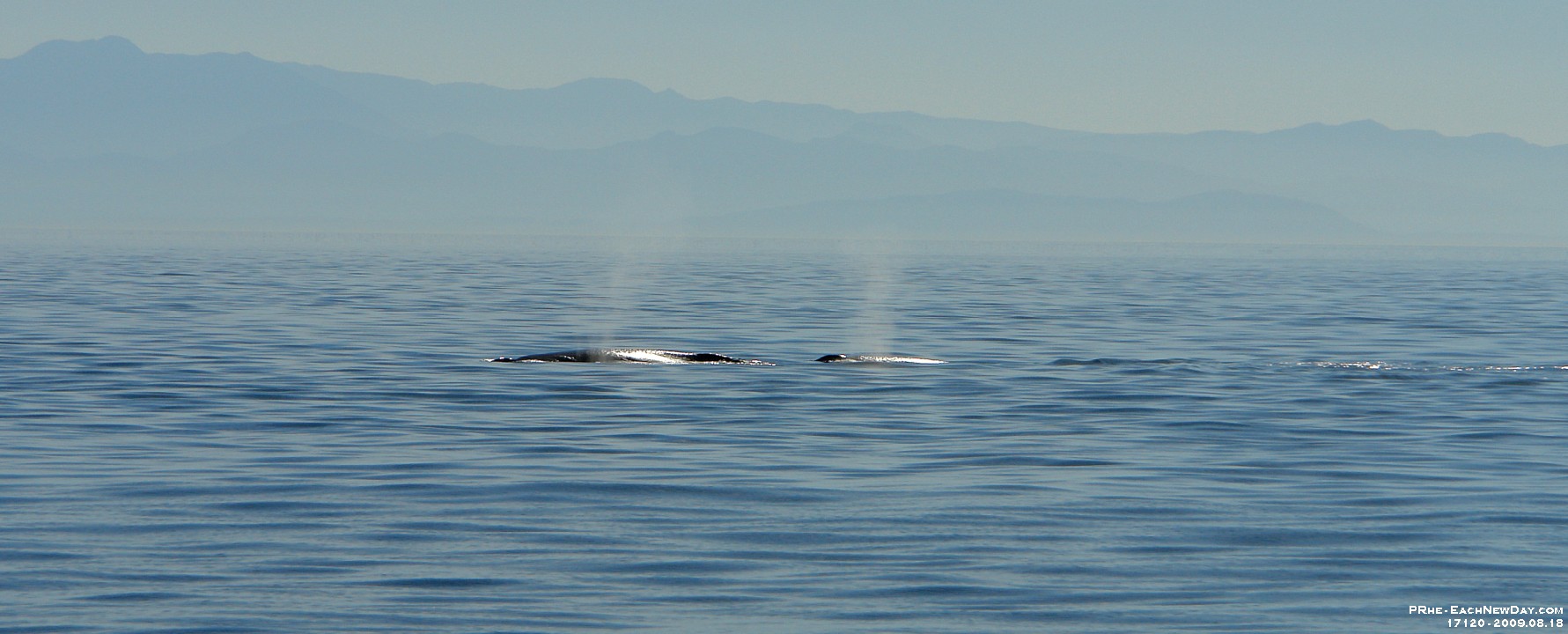17120CrLeSh - Whale watching, Victoria